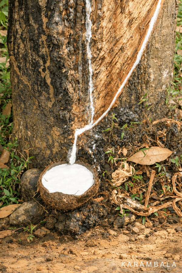 A quiet ritual carved into the bark. Rubber tapping in Sri Lankaβwhere nature and human hands still work together in silence.