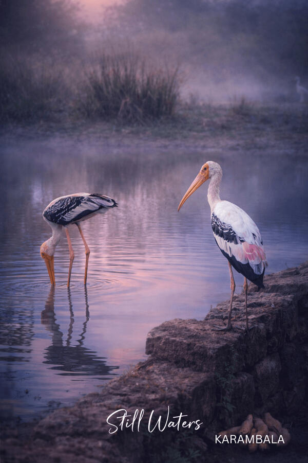 Stillness meets presence. Two birds, one moment β minimal, moody, intentional. Nature, stripped down to its essence.