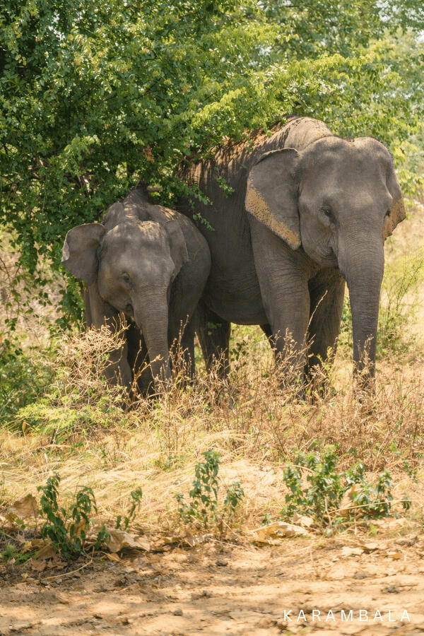 Together. A quiet moment in the wild. Two elephants moving through nature with strength, wisdom, and calm energy.